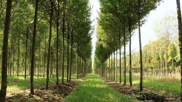 El problema del huerto o cómo los matemáticos plantan árboles sin azada